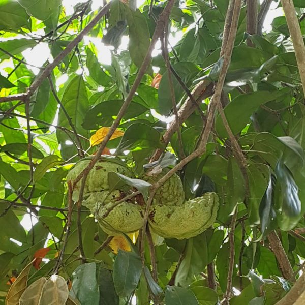 grüne Kolanussfrüchte im Blätterdach vom Kolabaum