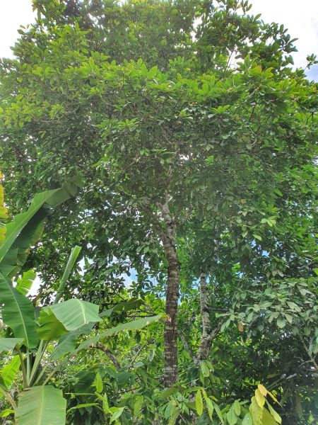 Mischkultur im Schatten ds  Kolanussbaumes, darunter Bananen und Kakaopflanzen