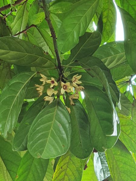 die Blüten der Kolanuss, gut versteckt im Blätterdach des großen Colabaumes