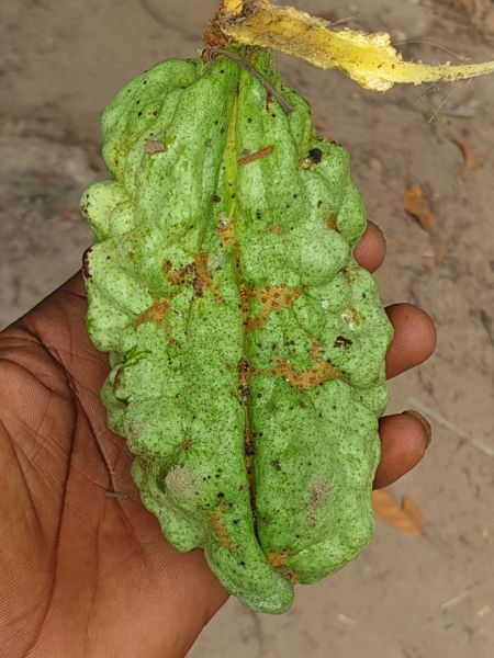 Die frisch gepflückte grüne Kolanussfrucht in der Bauernhand